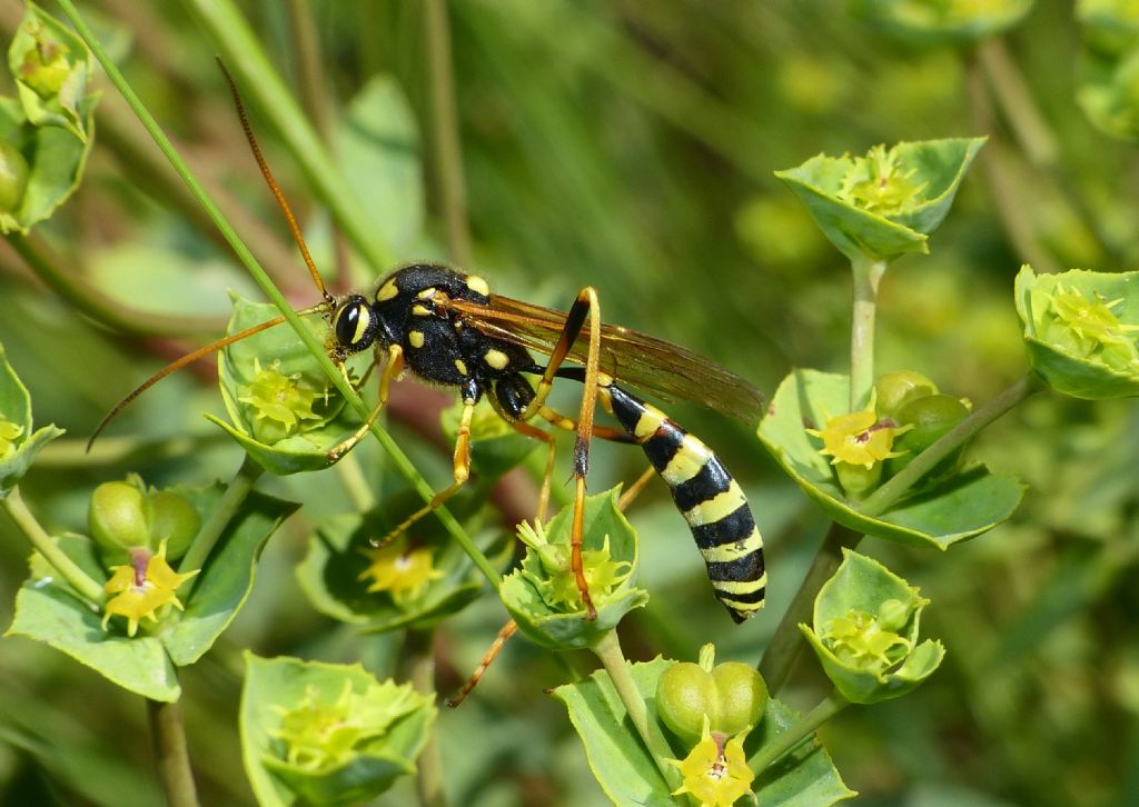 Ichneumonidae: Gravenhorstia picta